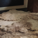 _G6A0717-far-collective-interior-gallery-sheepskin.webp
