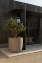 Grove ROA (2).webp