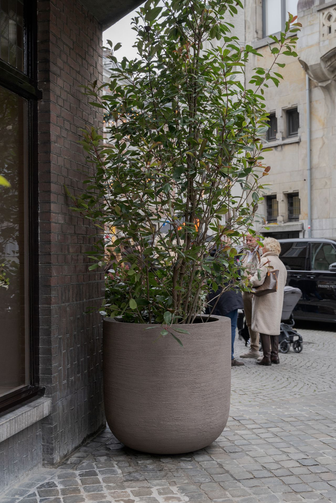 Grove ROA (3).webp