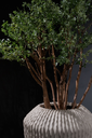 Storm ROA (3).webp