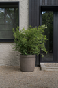 Malm ROA (11).webp