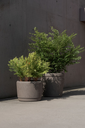 Malm ROA (5).webp