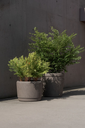 malm.webp